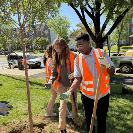 treeplanting6
