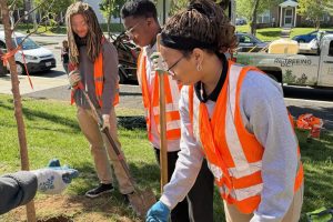 treeplanting7 treeplanting7